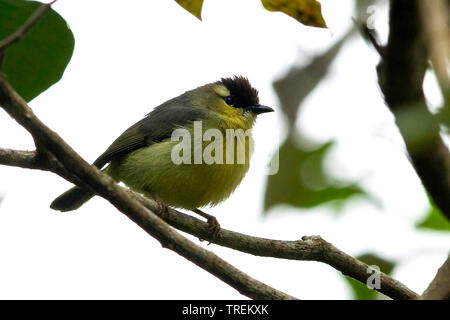 Crested white-eye (Lophozosterops dohertyi), endémique à la moindre petites îles (Sumbawa et Flores)., l'Indonésie, Îles de la sonde Lesser Banque D'Images