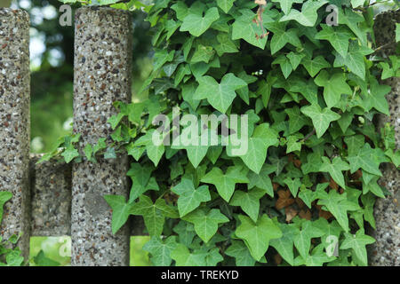 Feuilles de lierre vert couvrant un mur de béton. Banque D'Images