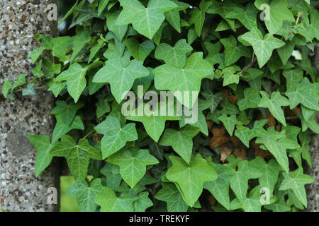 Feuilles de lierre vert couvrant un mur de béton. Banque D'Images