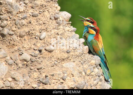 Guêpier d'Europe (Merops apiaster), de beaux oiseaux colorés, colonie sur pente rocheuse Banque D'Images