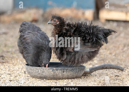 Deux poules noires hérissées debout dans un drity pan Banque D'Images