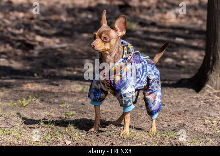 Brown chihuahua chien marche dans la région de Spring Park sur le chemin Banque D'Images