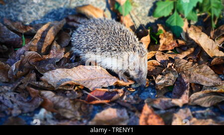 Mignon petit hérisson à la recherche de nourriture dans les feuilles d'automne Banque D'Images