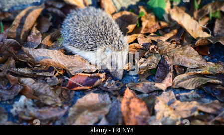 Mignon petit hérisson à la recherche de nourriture dans les feuilles d'automne Banque D'Images