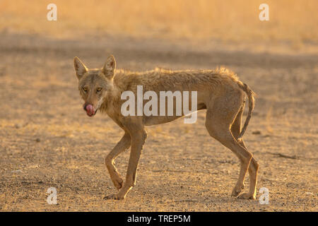 Indian wolf (Canis lupus pallipes) à Velavadar national park, Gujarat, Inde Banque D'Images