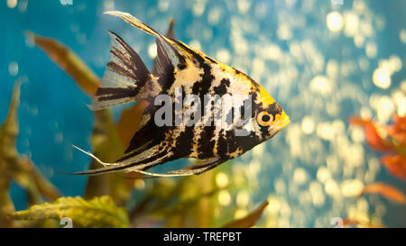 Poissons-anges ou anges d'eau douce dans l'eau bleue de l'aquarium. Pterophyllum scalare. Format 16:9 Banque D'Images