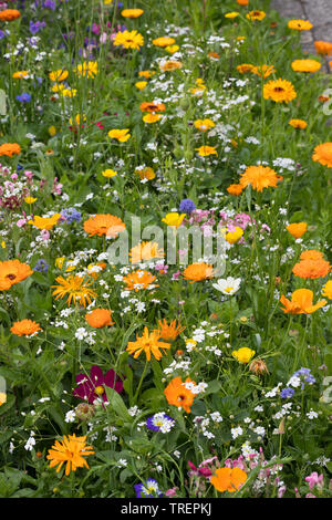 Wildblumenwiese Wildblumen-Wiese Blumenwiese,,,, Blumenmischung Blumenmischung Wildblumen, 'Werratal', Insektenschutz, wildflower meadow Banque D'Images