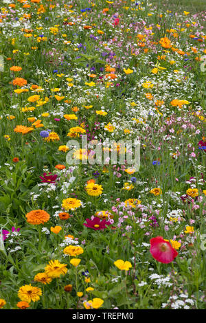 Wildblumenwiese Wildblumen-Wiese Blumenwiese,,,, Blumenmischung Blumenmischung Wildblumen, 'Werratal', Insektenschutz, wildflower meadow Banque D'Images