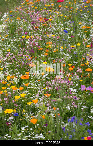 Wildblumenwiese Wildblumen-Wiese Blumenwiese,,,, Blumenmischung Blumenmischung Wildblumen, 'Werratal', Insektenschutz, wildflower meadow Banque D'Images