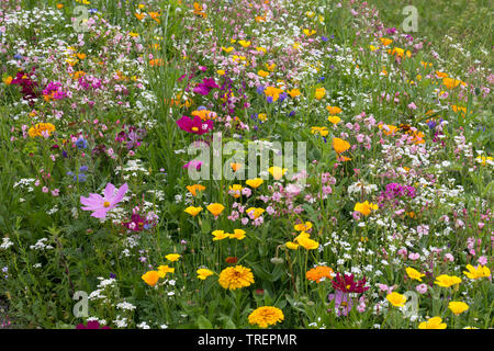 Wildblumenwiese Wildblumen-Wiese Blumenwiese,,,, Blumenmischung Blumenmischung Wildblumen, 'Werratal', Insektenschutz, wildflower meadow Banque D'Images
