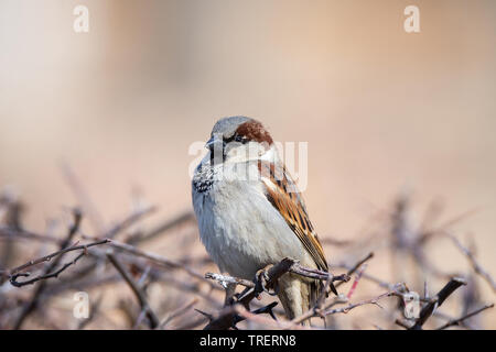 Moineau domestique Passer domesticus ou. C'est un oiseau de la famille des passeridae passeridae, un moineau peut être trouvé dans la plupart des régions du monde Banque D'Images