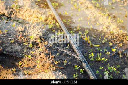 Les jeunes de plus en plus les betteraves dans le domaine. L'irrigation au goutte à goutte. Les légumes biologiques. L'agriculture. Ferme. Focus sélectif. Close-up. Plants Banque D'Images