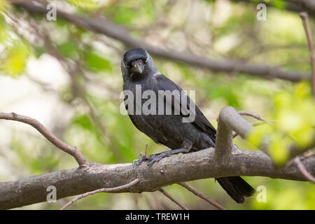 Eurasian jackdaw assis sur un poteau en bois dans le fond de la forêt et regarde autour Banque D'Images