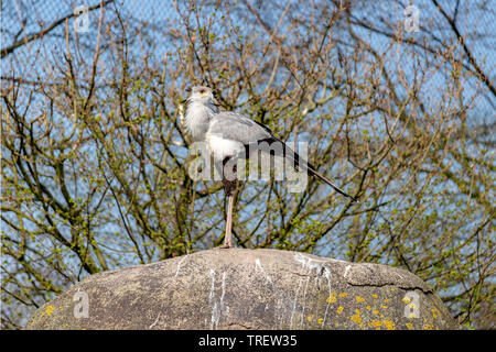 Secretarybird secrétaire ou oiseau (Sagittarius serpentarius) perché sur un rocher au Zoo Diergaarde Blijdorp, Rotterdam, Hollande méridionale, Pays-Bas. Banque D'Images