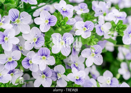 Veronica filiformis (Slender speedwell) little blue flowers a fleuri dans le jardin. Excellent Thème de fond naturel pour le printemps. Selective focus Banque D'Images