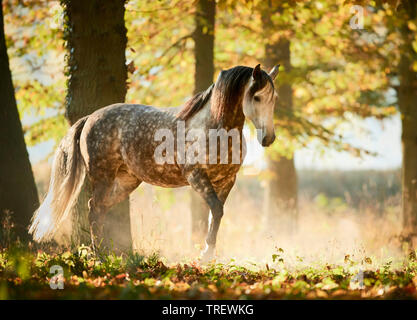 Cheval Espagnol pur, andalou. Gris pommelé des profils marcher dans une forêt en automne. Allemagne Banque D'Images