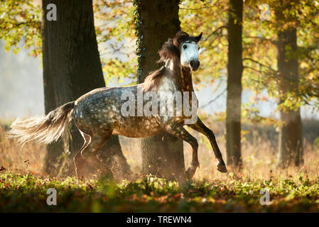 Cheval Espagnol pur, andalou. Gris pommelé galopant adultes dans une forêt en automne. Allemagne Banque D'Images