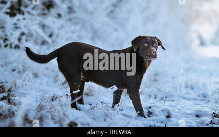 Brown Labrador Retriever debout dans une forêt en hiver. Allemagne Banque D'Images