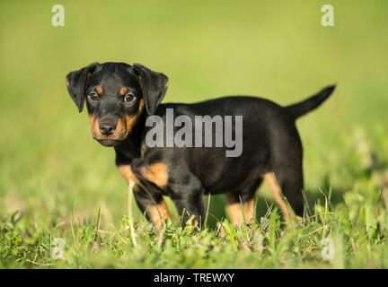 Terrier de chasse allemand. Chiot debout sur un pré. Allemagne Banque D'Images