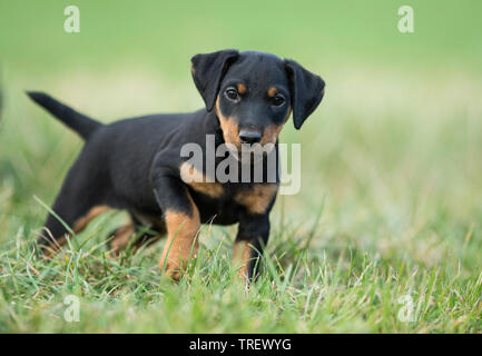 Terrier de chasse allemand. Chiot marche sur un pré. Allemagne Banque D'Images