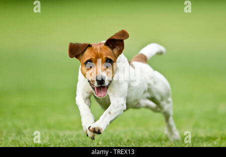 Jack Russell Terrier. Chien adulte d'exécution sur l'herbe. Allemagne Banque D'Images
