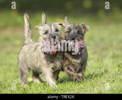 Cairn Terrier. Deux Chiots jouant avec une corde multicolore. Allemagne Banque D'Images