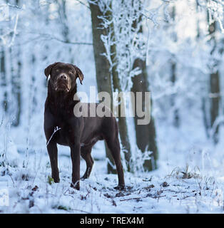 Brown Labrador Retriever debout dans une forêt en hiver. Allemagne Banque D'Images