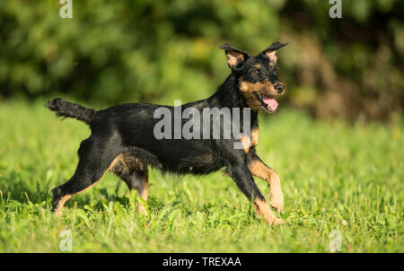 Terrier de chasse allemand. Des profils d'exécution sur un pré. Banque D'Images