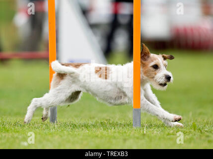 Parson Russell Terrier. Démonstration de tissage rapide adultes polonais dans une course d'obstacles. Allemagne Banque D'Images