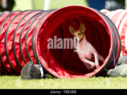 Parson Russell Terrier. Des profils avec la sortie d'un tunnel dans un domaine de l'agilité. Allemagne Banque D'Images