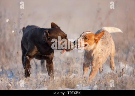 Labrador Retriever et Australian Cattle Dog. Deux adultes jouant avec une corde, remorqueur de la guerre. L'Allemagne. Banque D'Images