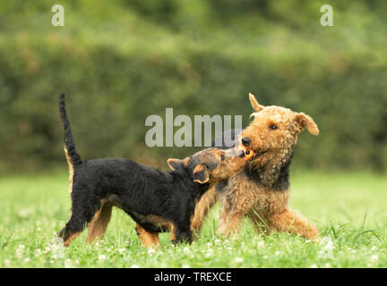 Airedale Terrier. Adulte et chiot jouant sur un pré, remorqueur de la guerre. Allemagne Banque D'Images