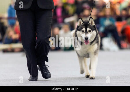 Husky de Sibérie. Chien adulte marche à côté de propriétaire lors d'un élevage. Allemagne Banque D'Images