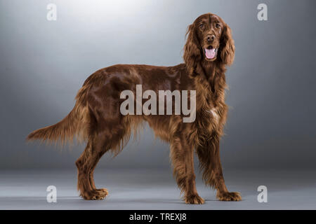 Setter Irlandais. Chien adulte debout, vu de côté. Studio photo sur fond gris. Allemagne Banque D'Images