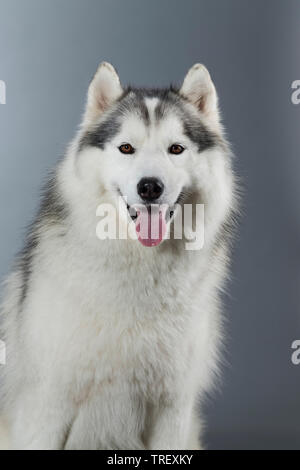 Husky de Sibérie. Portrait d'un adulte. Studio photo sur fond gris. Allemagne Banque D'Images