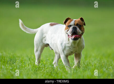 Olde English Bulldogge, Leavitt Bulldog. Promenade de chiens adultes sur un pré. Allemagne Banque D'Images