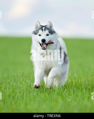 Husky de Sibérie. Chien adulte fonctionnant sur un pré. Allemagne Banque D'Images