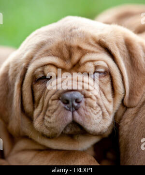 Dogue de Bordeaux, Bordeauxdog. Portrait d'un chiot. Allemagne Banque D'Images