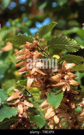 Charme commun européen, charme (Carpinus betulus). Chatons de semences sur un arbre. Allemagne Banque D'Images