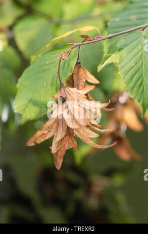 Charme commun européen, charme (Carpinus betulus). Chatons de semences sur un arbre. Allemagne Banque D'Images