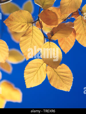 Hêtre européen, le hêtre commun (Fagus sylvatica). Feuilles à l'automne couleurs de rétroéclairage. Allemagne Banque D'Images