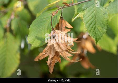 Charme commun européen, charme (Carpinus betulus). Chatons de semences sur un arbre. Allemagne Banque D'Images