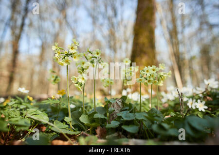 Coucou bleu commun (Primula veris), plantes à fleurs sur le sol forestier. Allemagne Banque D'Images