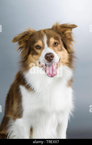 Border Collie. Portrait de chien adulte. Studio photo sur fond gris. Allemagne Banque D'Images