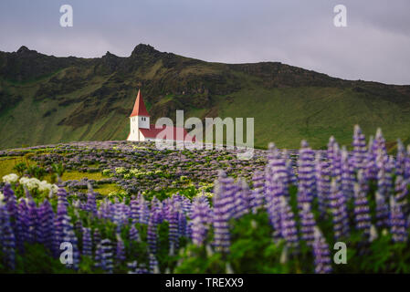 L'église du village de Vik, l'Islande. Paysage d'été avec lupin en fleurs et les montagnes Banque D'Images