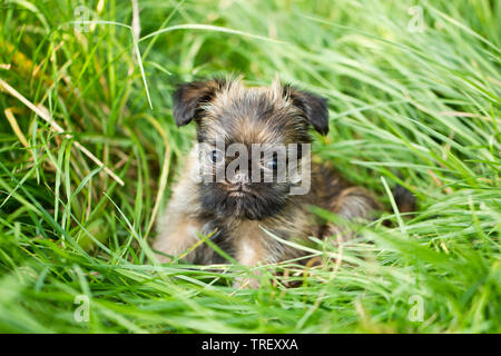 Griffon bruxellois, Griffon de Bruxelles. Puppy sitting in grass. Allemagne Banque D'Images
