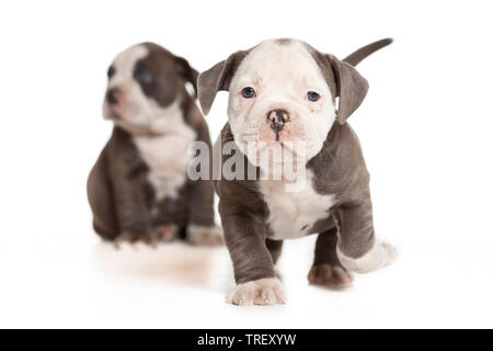 Bulldog anglais. Chiot à marcher en direction de la caméra. Studio photo sur un fond blanc. Allemagne Banque D'Images