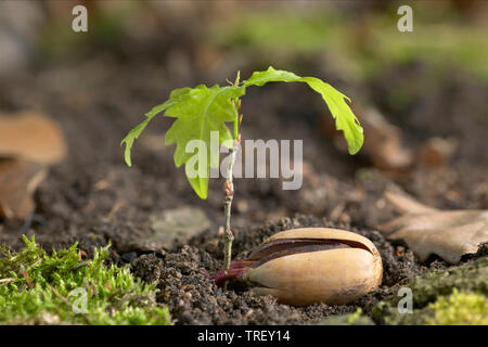 Le chêne commun, le chêne pédonculé (Quercus robur). Acorn en germination. Allemagne Banque D'Images