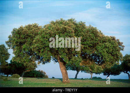 Pendulate Chêne, chêne pédonculé (Quercus robur). Arbre solitaire en été. Allemagne Banque D'Images