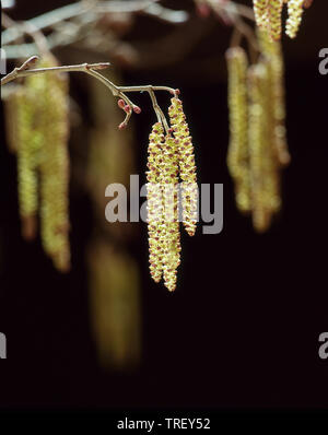 L'aulne commun, l'aulne (Alnus glutinosa), des rameaux avec des inflorescences mâles et femelles. Banque D'Images